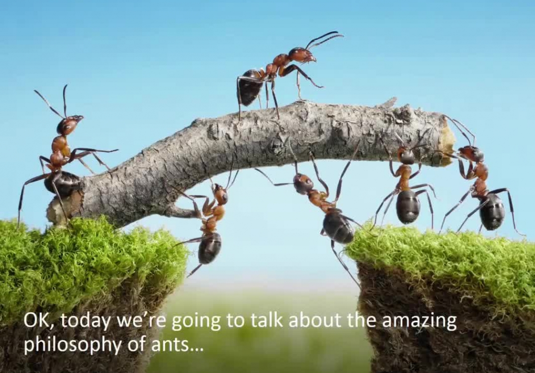 Ocean Springs Mortgage Expert reveals 4 ant philosophies that help you succeed