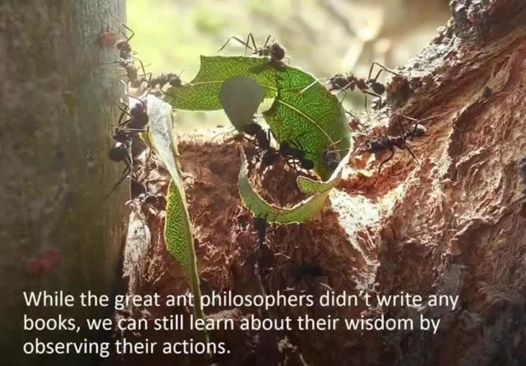 Gilbert loan originator reveals 4 ant philosophies that help you succeed…