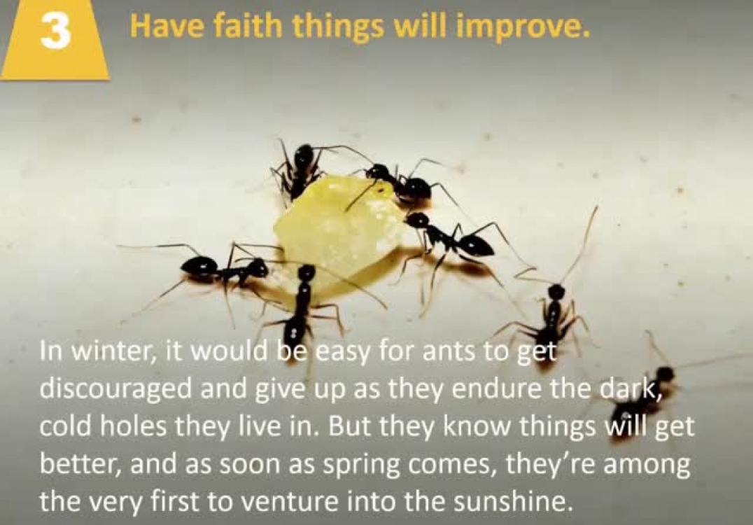 Phoenix Mortgage advisor reveals 4 ant philosophies that help you succeed…