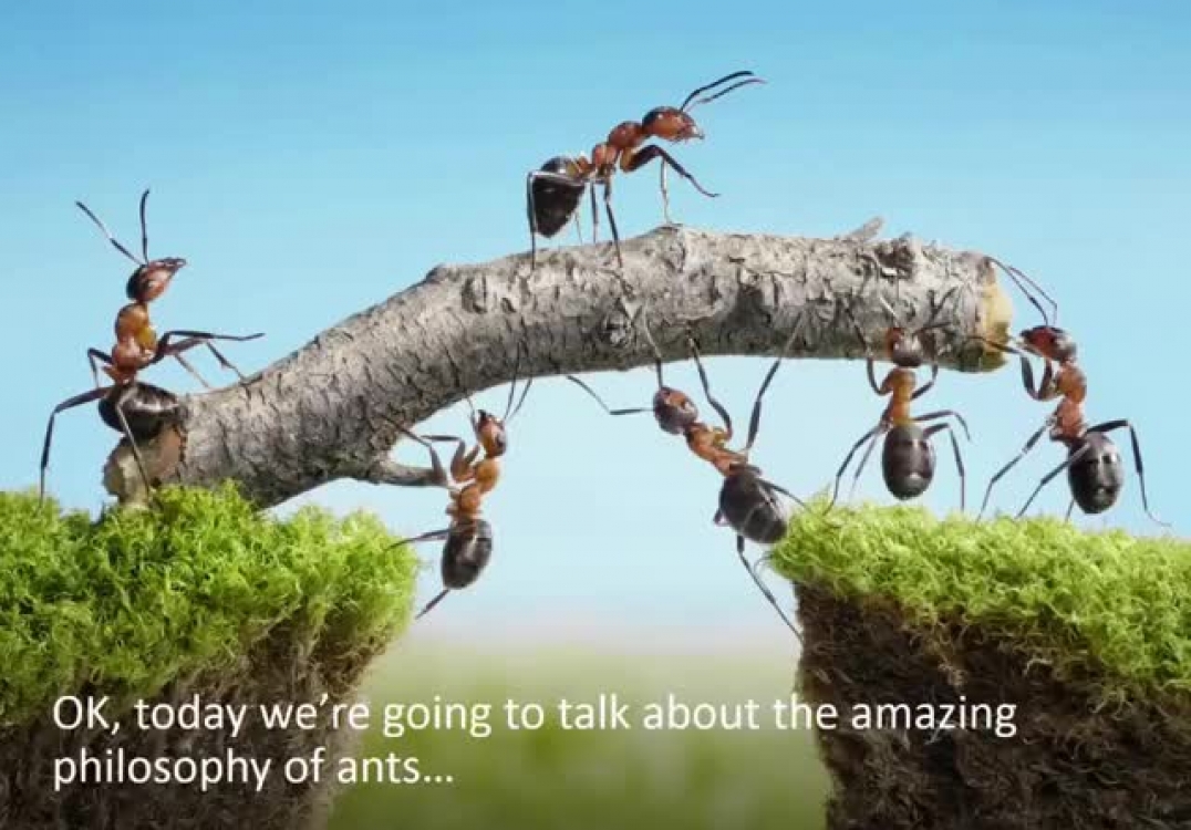 Edmonton mortgage advisor reveals 4 ant philosophies that help you succeed…